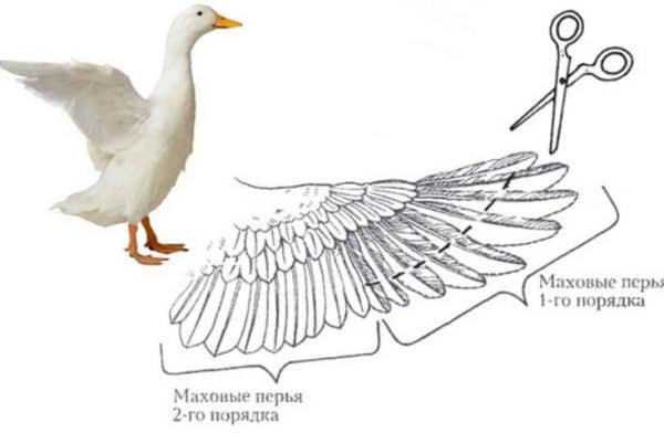 Як правильно підрізати курей і півня і іншим домашнім птахам крила?