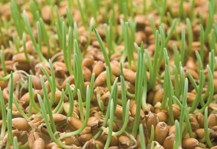 Як пророщувати насіння для їжі: сила паростків