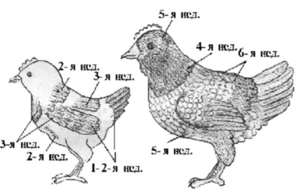 Як розрізнити курчат: 7 відмінностей курки від півня на ранніх термінах