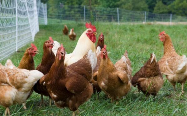 Як розмножуються курки і півні, скільки півнів повинно бути в курнику?