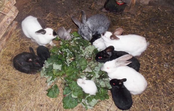 Як розводити кроликів в ямі, умови утримання та вирощування подробиці
