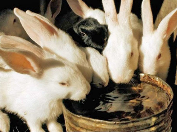 Як зробити поїлку для кроликів: 5 способів своїми руками +фото