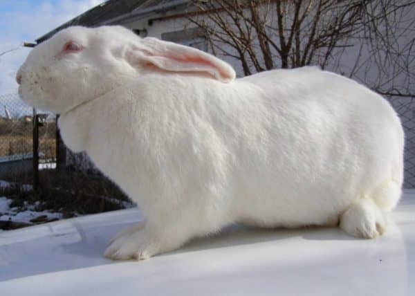 Як утримувати кроликів в домашніх умовах на вулиці, як утеплити клітини, яку температуру витримують