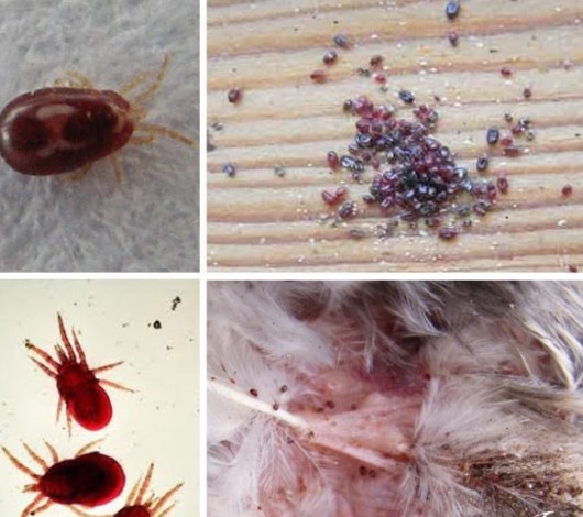 Як виглядають внутрішні та зовнішні (шкірні) паразити у курей, симптоми і лікування