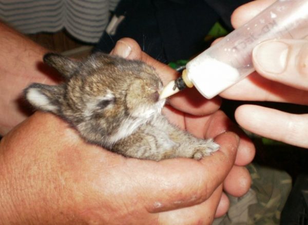 Як вигодувати кроленят без кролиці самостійно: штучне вигодовування?