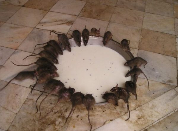 Як вивести щурів з сараю: ефективні методи боротьби з допомогою народних засобів та хімії