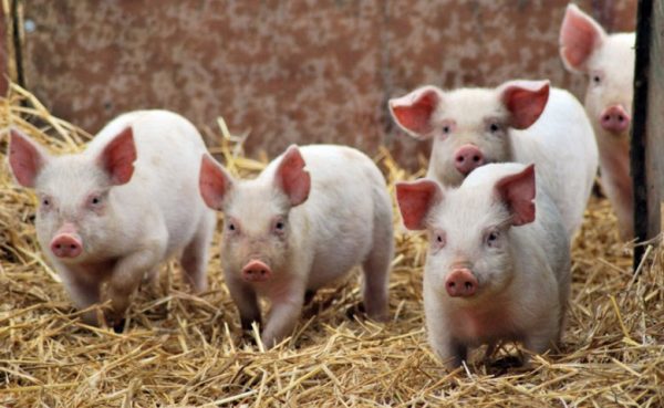 Яка нормальна температура у свиней, що робити при підвищенні до 41 градуса тіла у поросят?