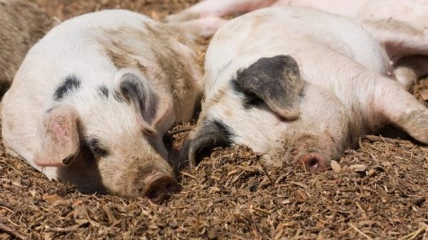 Яка нормальна температура у свиней, що робити при підвищенні до 41 градуса тіла у поросят?