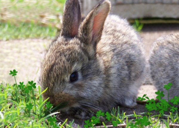 Яку траву люблять і їдять кролики, яку їм не можна давати, скільки їм потрібно сіна