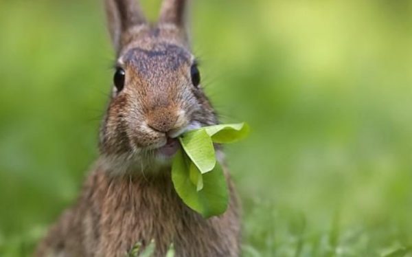 Яку траву люблять і їдять кролики, яку їм не можна давати, скільки їм потрібно сіна