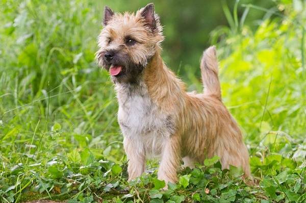 Керн терєр собака. Опис, особливості, види, догляд та ціна породи