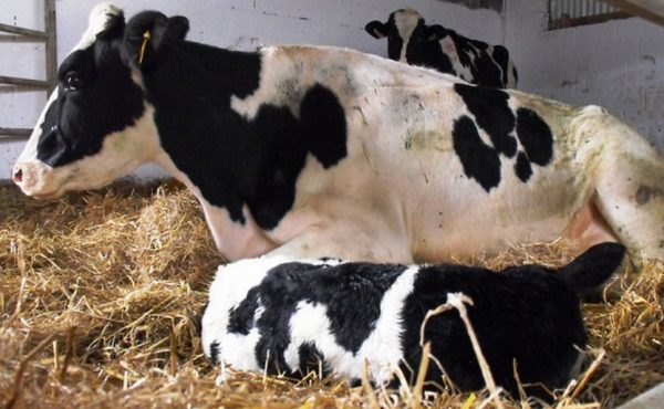 Кетоз у корів: причини, симптоми і методи лікування