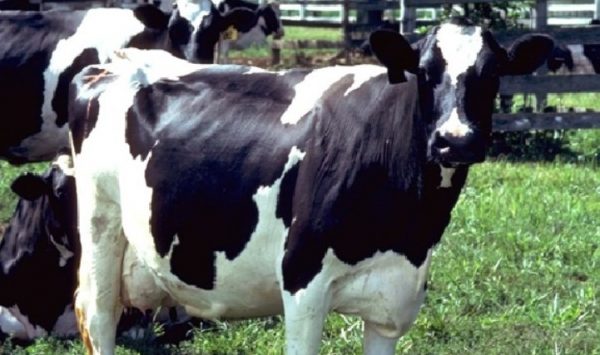 Кетоз у корів: причини, симптоми і методи лікування
