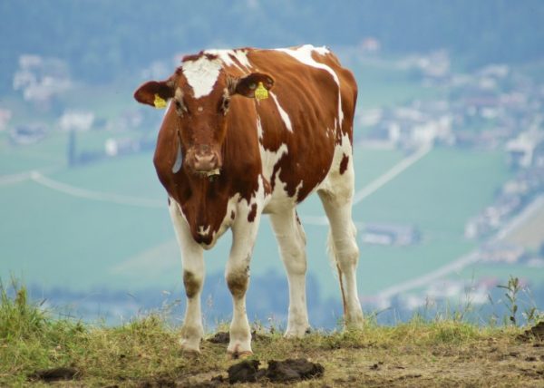 Характеристика та особливості утримання корів айрширської породи