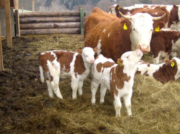 Характеристика та особливості утримання корів айрширської породи