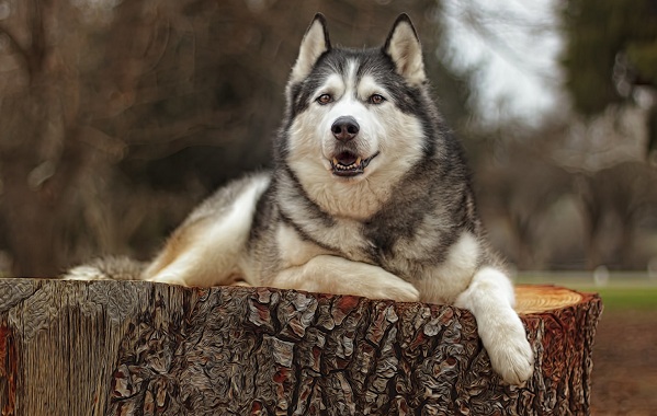 Хаскі порода собак. Опис, особливості, ціна, догляд і утримання хаскі