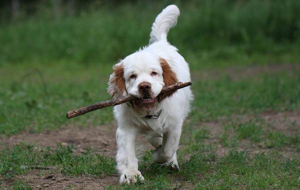 Кламбер спанієль собака. Опис, особливості, види, догляд та ціна породи