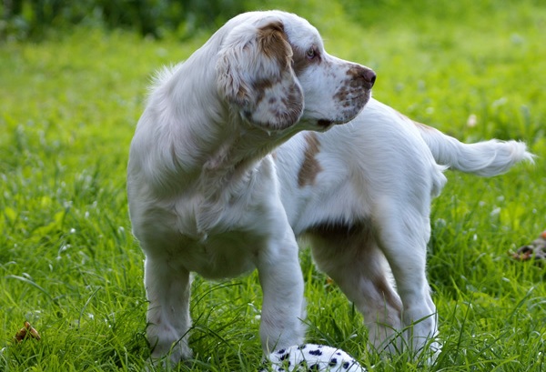 Кламбер спанієль собака. Опис, особливості, види, догляд та ціна породи