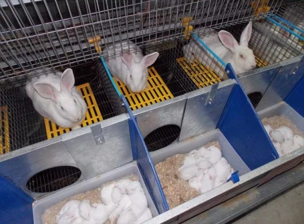 Клітки для кроликів своїми руками: розміри і креслення, етапи створення
