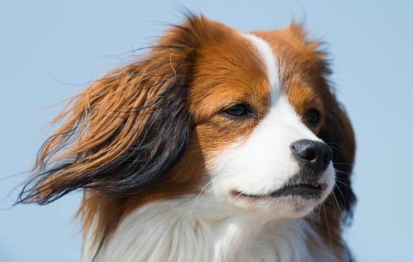 Коикерхондье собака. Опис, особливості, ціна, догляд і утримання породи коикерхондье