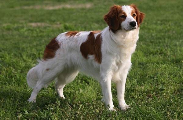 Коикерхондье собака. Опис, особливості, ціна, догляд і утримання породи коикерхондье