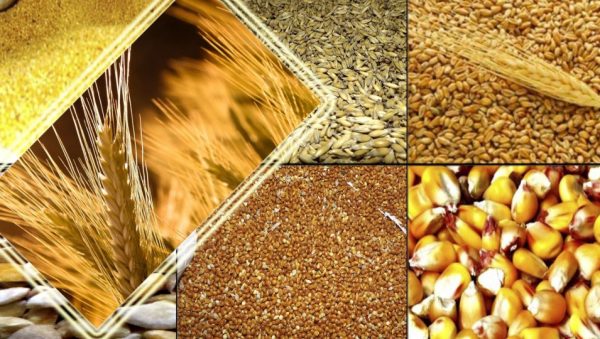 Годування кроликів зерном пшениці, ячменю, вівса і кукурудзи за методом Золотухіна
