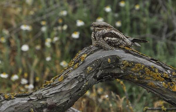 Дрімлюга птах. Опис, особливості, спосіб життя і середовище проживання дрімлюги