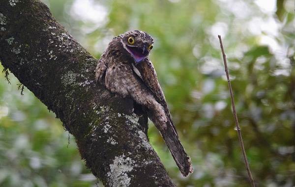 Дрімлюга птах. Опис, особливості, спосіб життя і середовище проживання дрімлюги