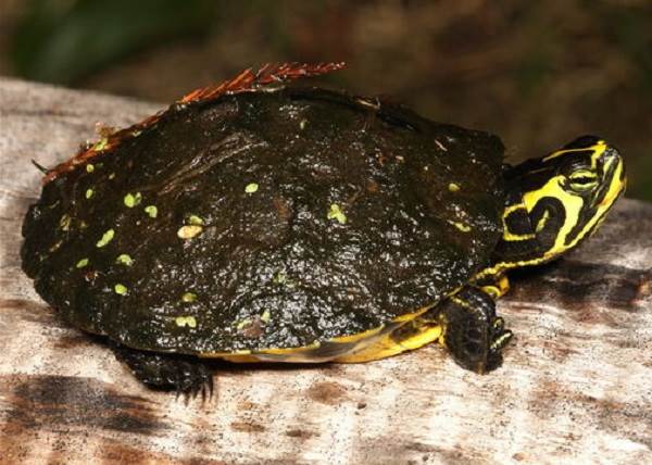 Червоновуха черепаха. Опис, особливості, види, спосіб життя і середовище проживання