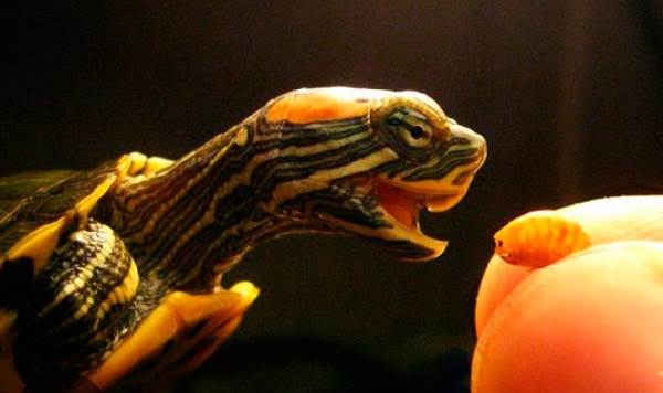 Червоновуха черепаха. Опис, особливості, види, спосіб життя і середовище проживання