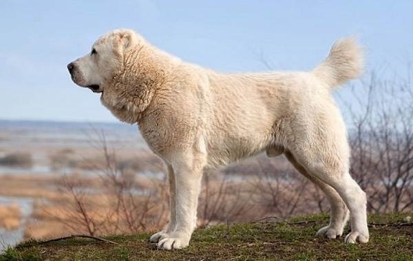 Великі породи собак. Описи, назви, прізвиська і особливості великих порід собак