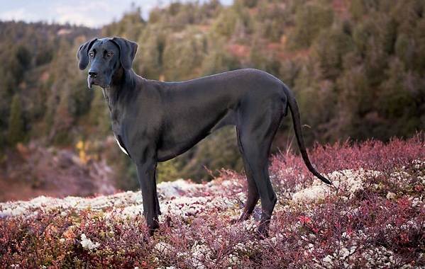 Великі породи собак. Описи, назви, прізвиська і особливості великих порід собак