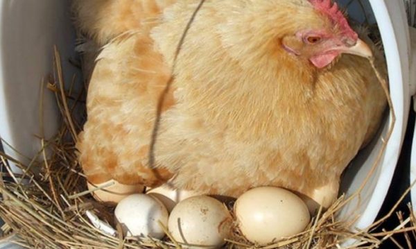 Курка сідає на яйця, як відучити її висиджувати і навіщо це треба
