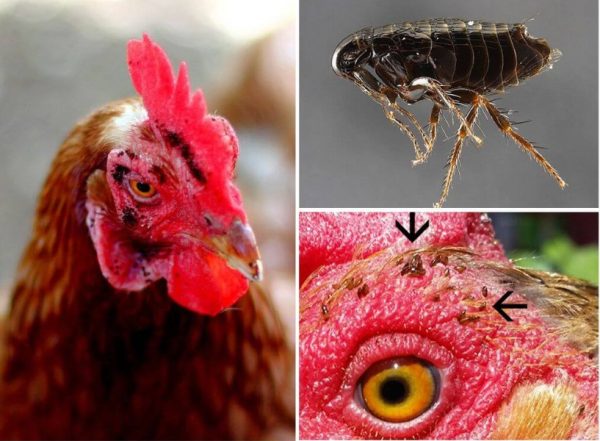 Курячі блохи: як позбутися паразитів народними засобами і хімією?