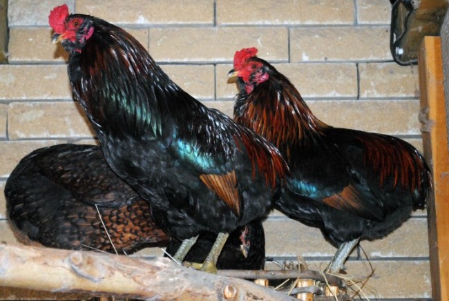 Кури Араукана – опис породи птахів з блакитними яйцями