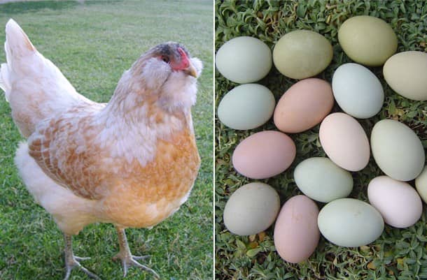 Кури Араукана – опис породи птахів з блакитними яйцями