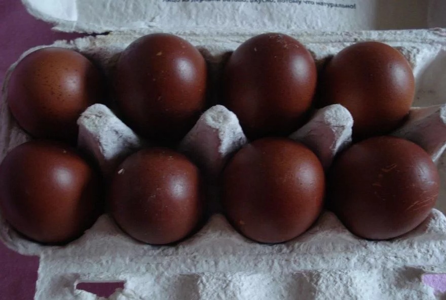 Кури Маран – опис породи птиці з шоколадними яйцями