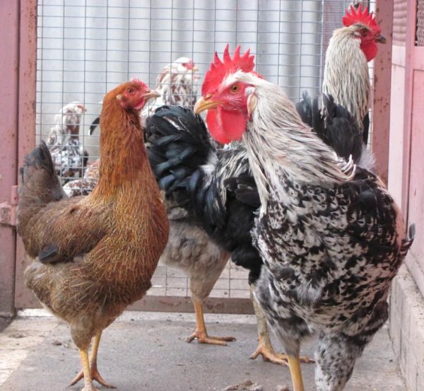 Кури мясо яєчної породи кращі для домашнього господарства та розведення початківцям