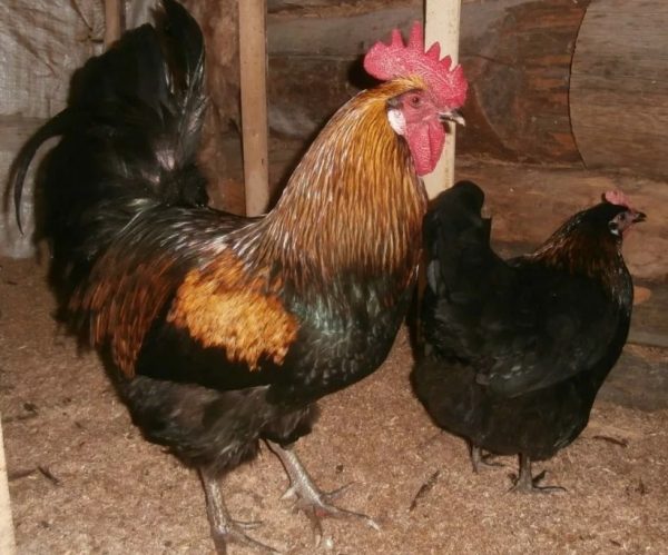 Кури мясо яєчної породи кращі для домашнього господарства та розведення початківцям