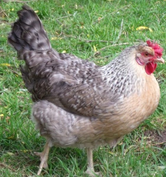 Кури породи легбар: опис, характеристики птиці, яка несе блакитні яйця