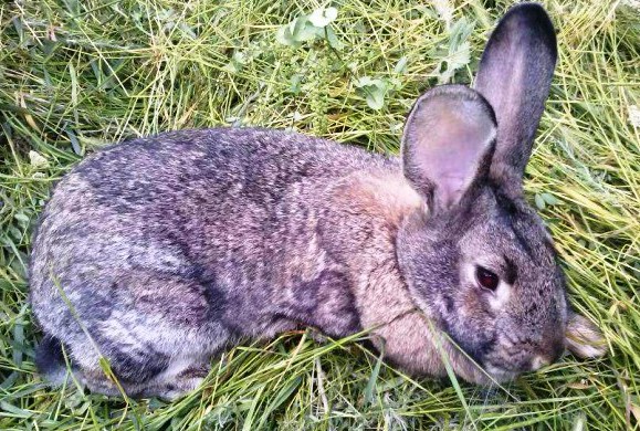 Лікування кокцидіозу у кроликів, що давати, чим поїти? Можна їсти мясо хворої тварини ?