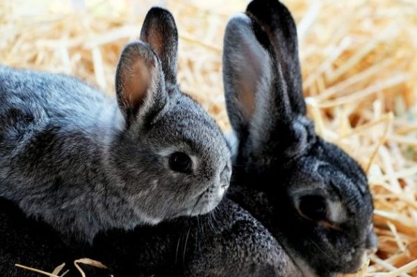 Лікування кокцидіозу у кроликів, що давати, чим поїти? Можна їсти мясо хворої тварини ?