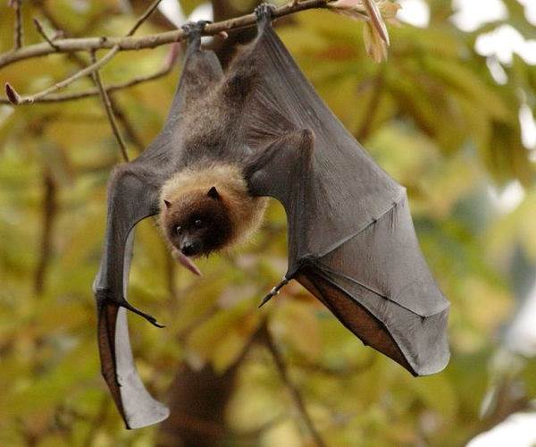 Летюча собака. Опис, особливості, види, спосіб життя і середовище проживання летючих собак