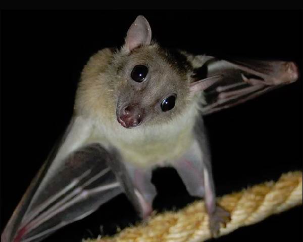 Летюча собака. Опис, особливості, види, спосіб життя і середовище проживання летючих собак