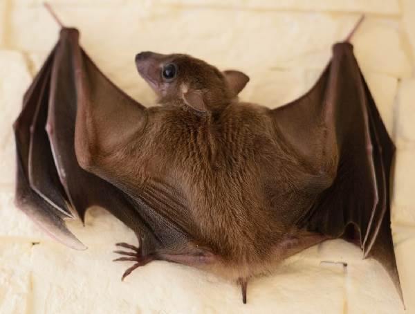 Летюча собака. Опис, особливості, види, спосіб життя і середовище проживання летючих собак