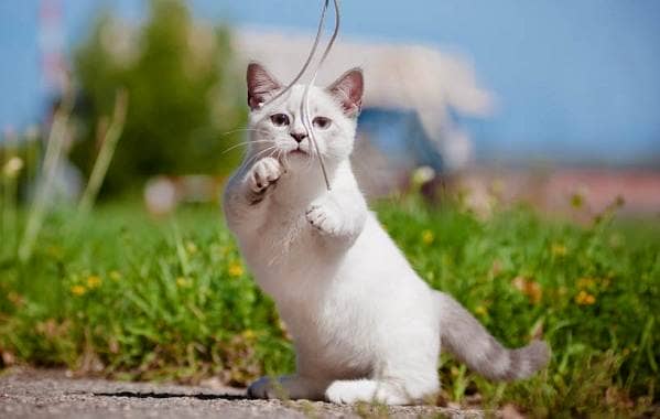 Манчкін кішка. Опис, особливості, види, догляд та ціна породи манчкін