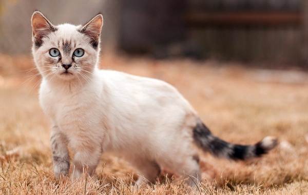 Манчкін кішка. Опис, особливості, види, догляд та ціна породи манчкін