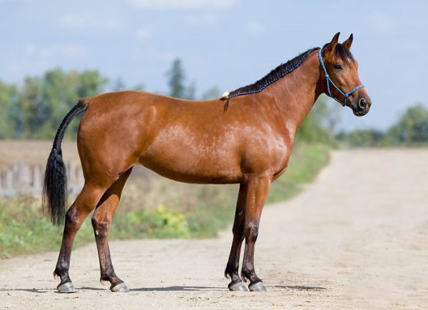 Масті коней: які бувають кольори і забарвлення, основні види та різновиди, відмінності