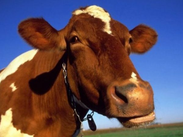 Мастит у корів: причини, симптоми і методи лікування в домашніх умовах