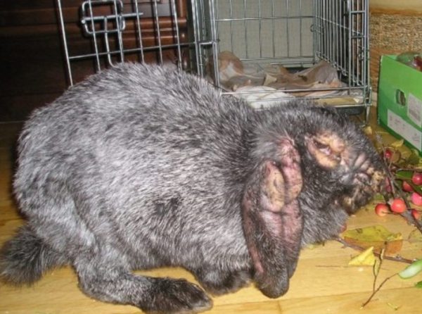 Міксоматоз профілактика і лікування кроликів, симптоми хвороби, можна їсти мясо
